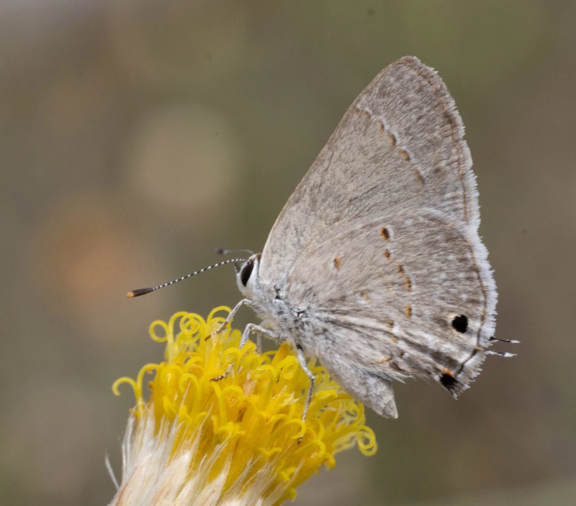 Mallow Scrub Hairstreak (Strymon istapa), Loreto, Baja California Sur, Mexico