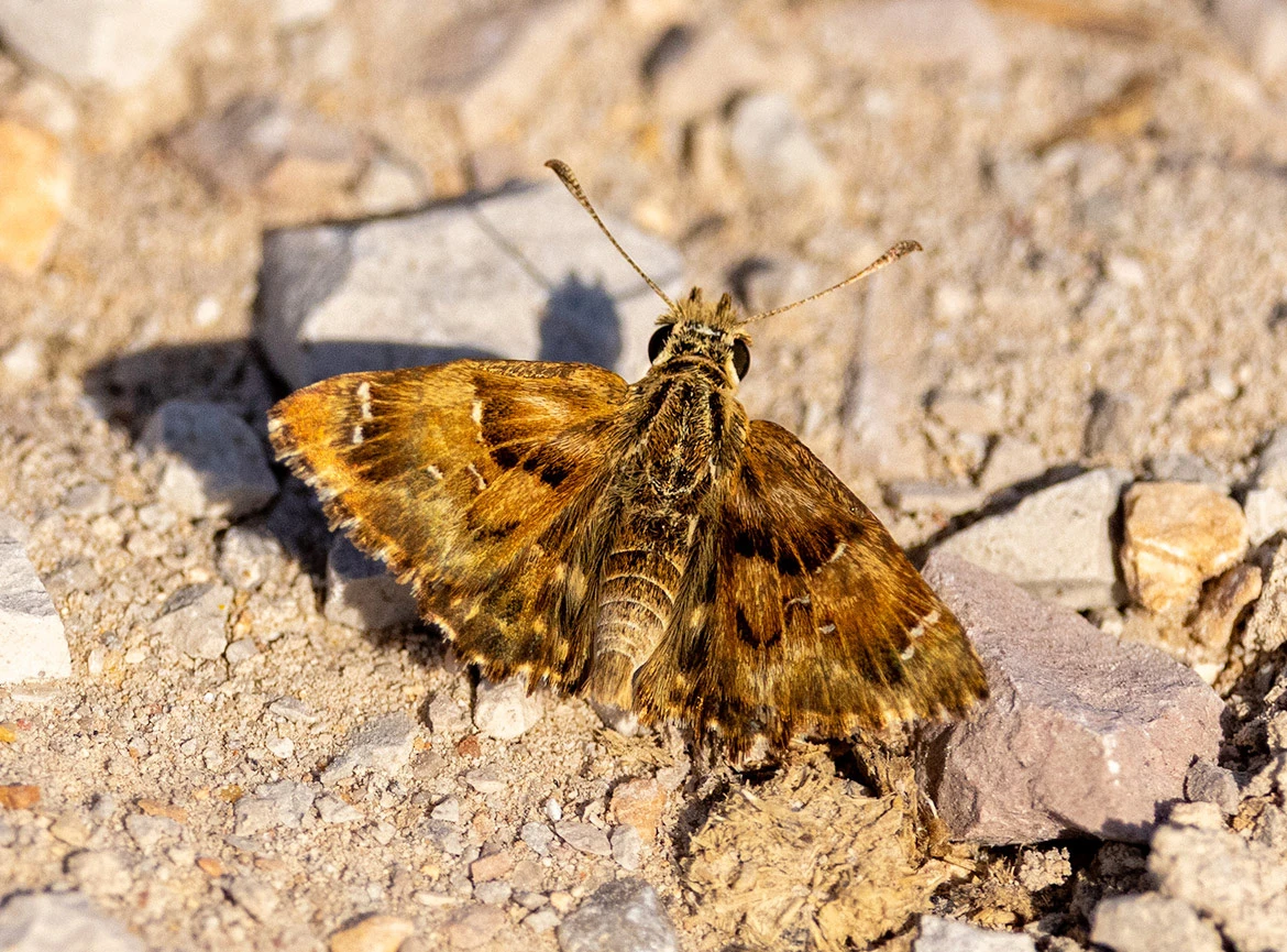Mallow Skipper (Carcharodus alceae), Sebkhet Sejoumi, Tunisia