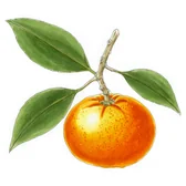 Illustration of a mandarin — Part VIII of The Citrus Kingdom