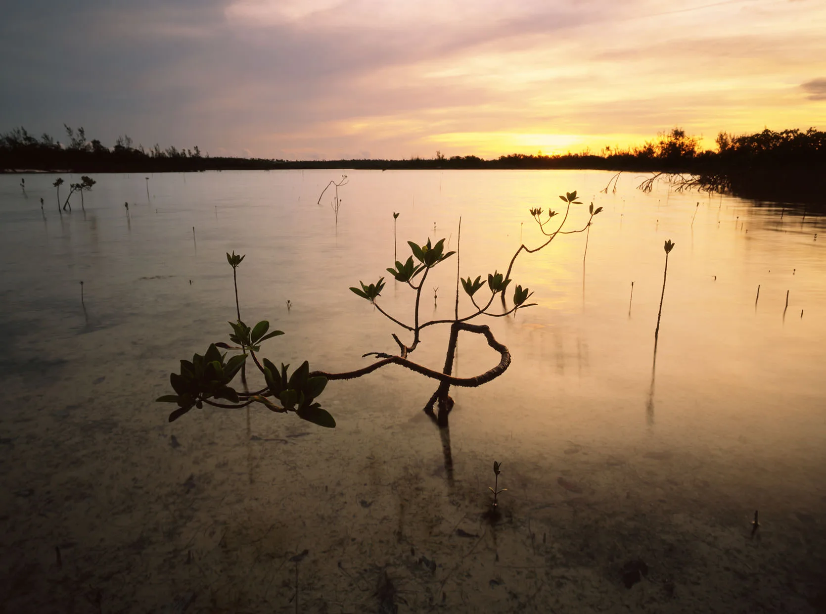 Young mangrove shoots silhouetted in still water at a golden Bahamian sunset