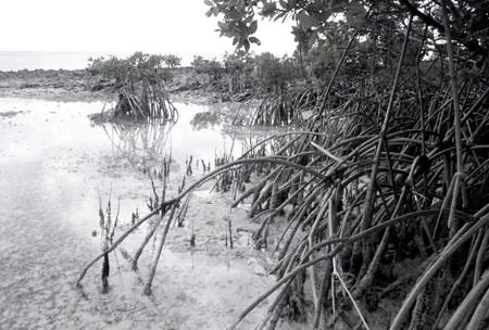 Black-and-white photo of red mangroves with arching roots in shallow water on Great Guana Cay.
