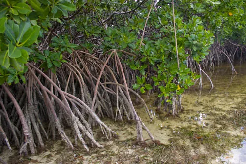 Arching red mangrove roots in clear shallow water on Great Guana Cay, Bahamas.