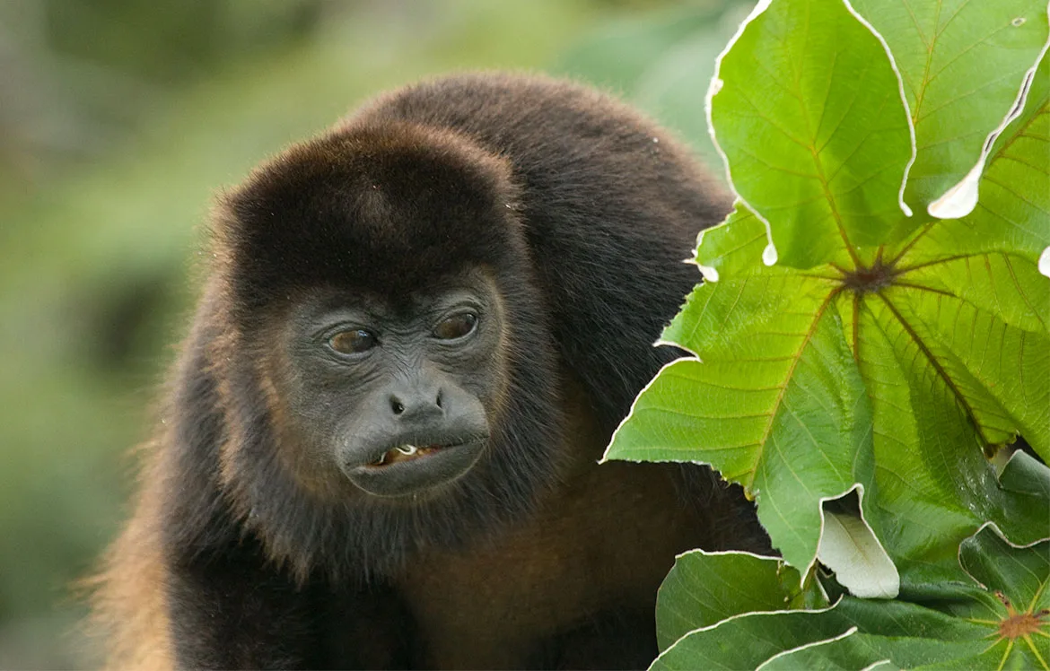 A black mantled howler monkey (Alouatta palliata) beside large green leaves, mouth slightly open.