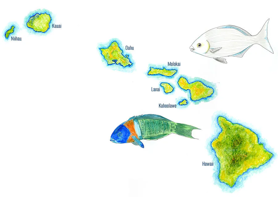 Watercolor map of the main Hawaiian Islands, from Niihau and Kauai to Hawaii, with two reef fishes