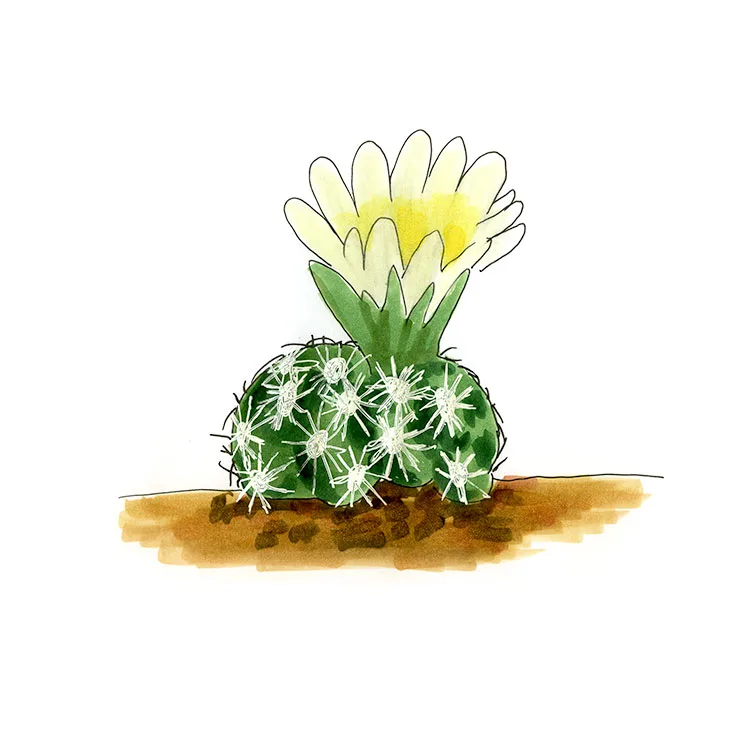 Watercolor illustration of a Marble Canyon cactus (Pediocactus bradyi), a white-spined button with a pale yellow flower.