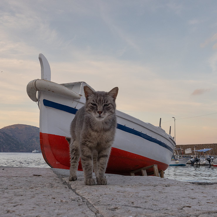Gray tabby cat standing on the quay in front of a traditional wooden fishing boat at the marina in Lipari, Aeolian Islands.
