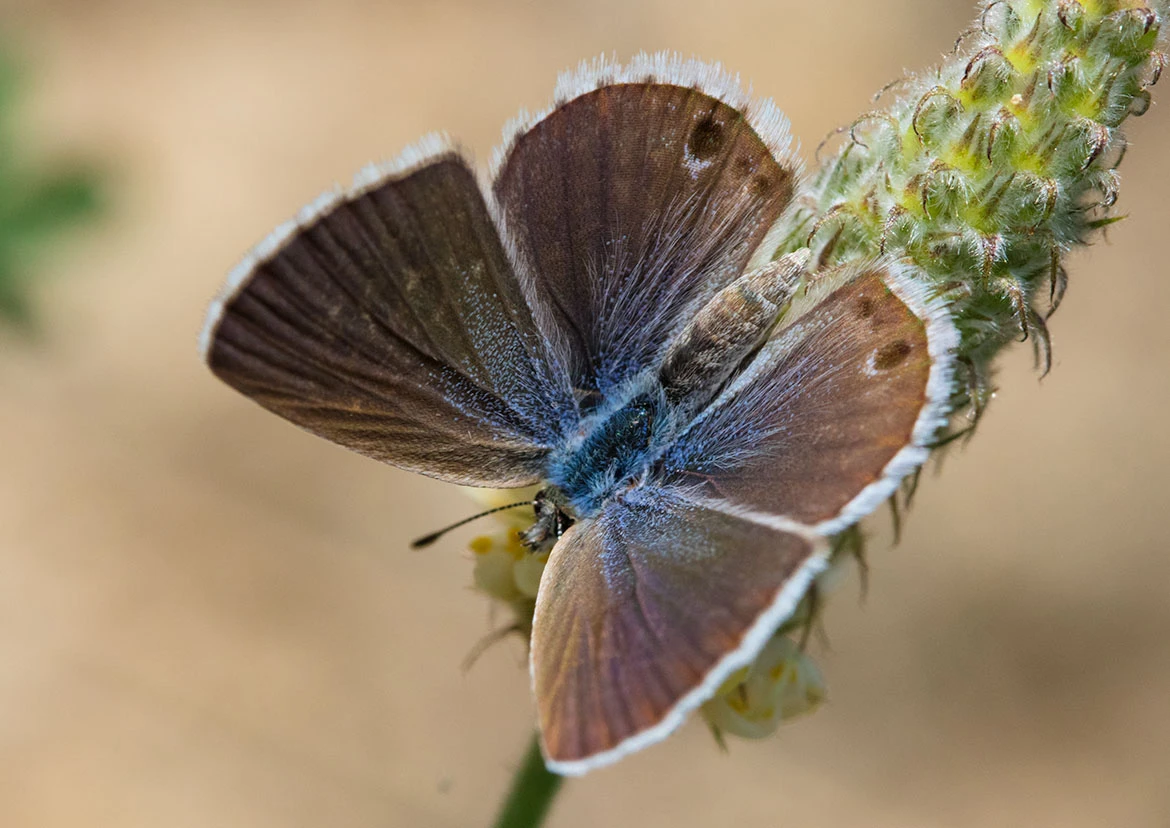 Marine Blue (Leptotes marina), Madera Canyon, Arizona
