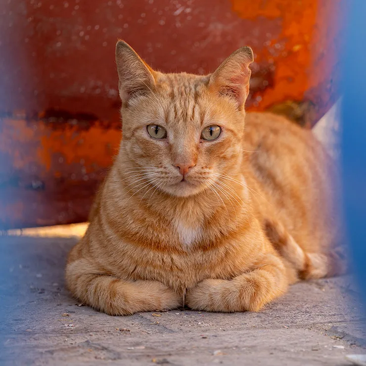 A ginger alley cat crouched calmly on a stone surface in Marsaxlokk, Malta, peeking out from between two colorful, weathered traditional Maltese fishing boats.