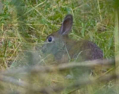 A marsh rabbit (Sylvilagus palustris) half hidden in tall grass, its ears upright.
