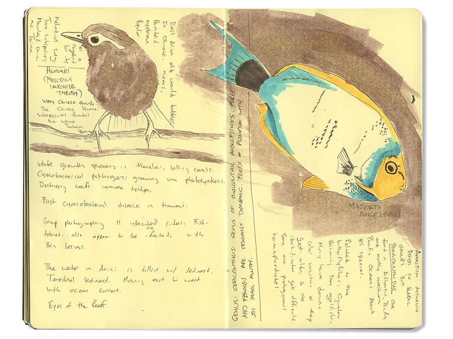 Sketch journal spread with a hwamei, notes on the coral disease at Hanalei and a masked angelfish