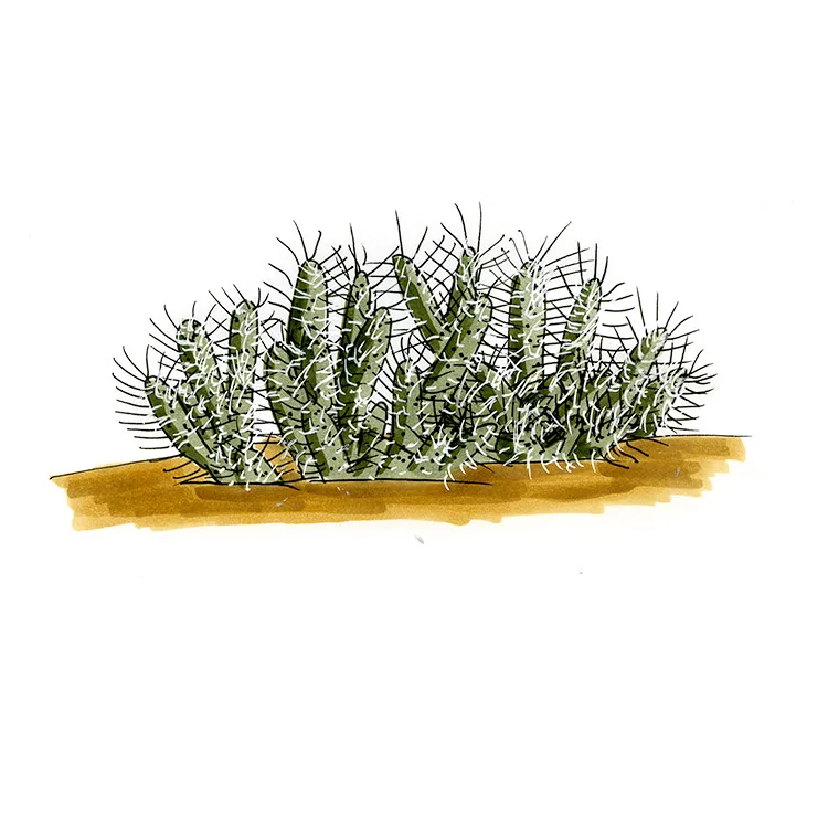 Watercolor illustration of a matted cholla (Grusonia parishii), a low, dense mat of pale spiny stems.