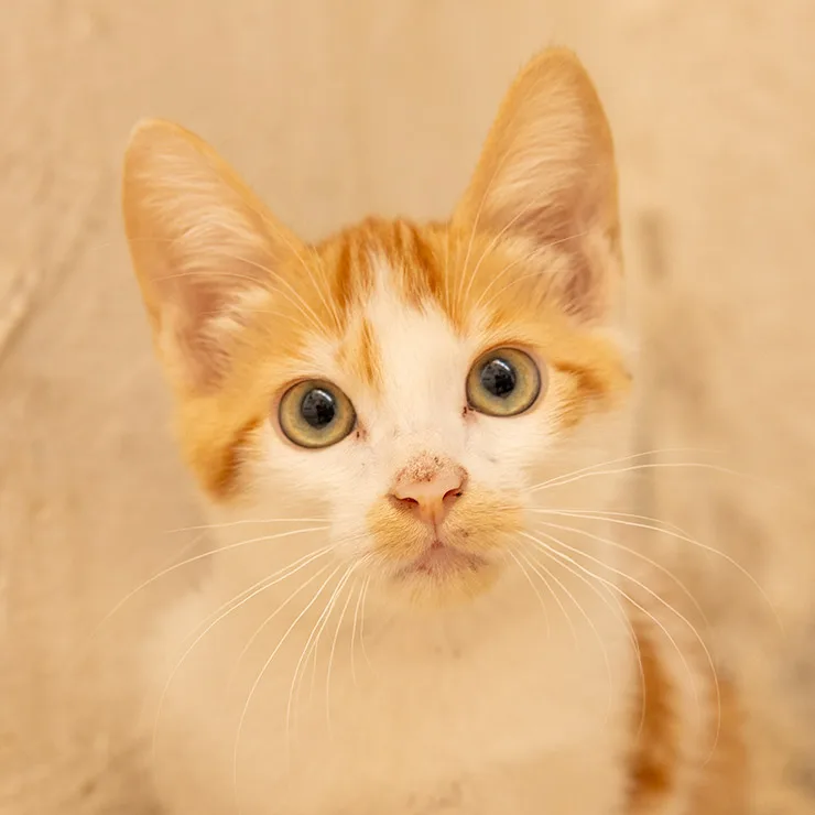 In the winding alleys of the Medina of Tunis, this wide-eyed kitten peers out from the shadows—fragile, alert, and already learning the rhythms of street life.