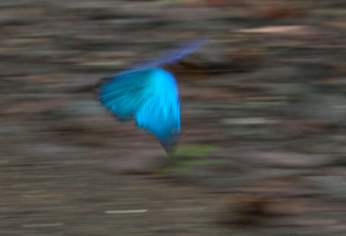 Menelaus Blue Morpho (Morpho Menalaus), Pipeline Road, Panama