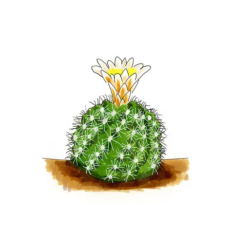 Watercolor illustration of a Mesa Verde fishhook cactus (Sclerocactus mesae-verdae), a round cactus with a cream and orange flower.