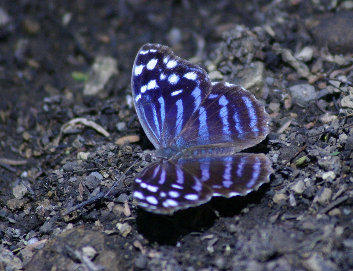 Mexican Bluewing (Myscelia ethusa), Nicaragua