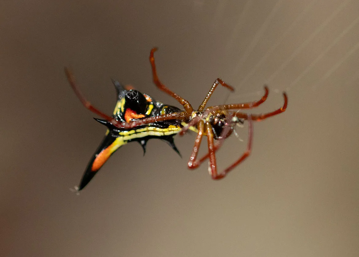 Spined Micrathena (Micrathena sexspinosa) from Tayrona, Colombia with six spines and dotted abdomen