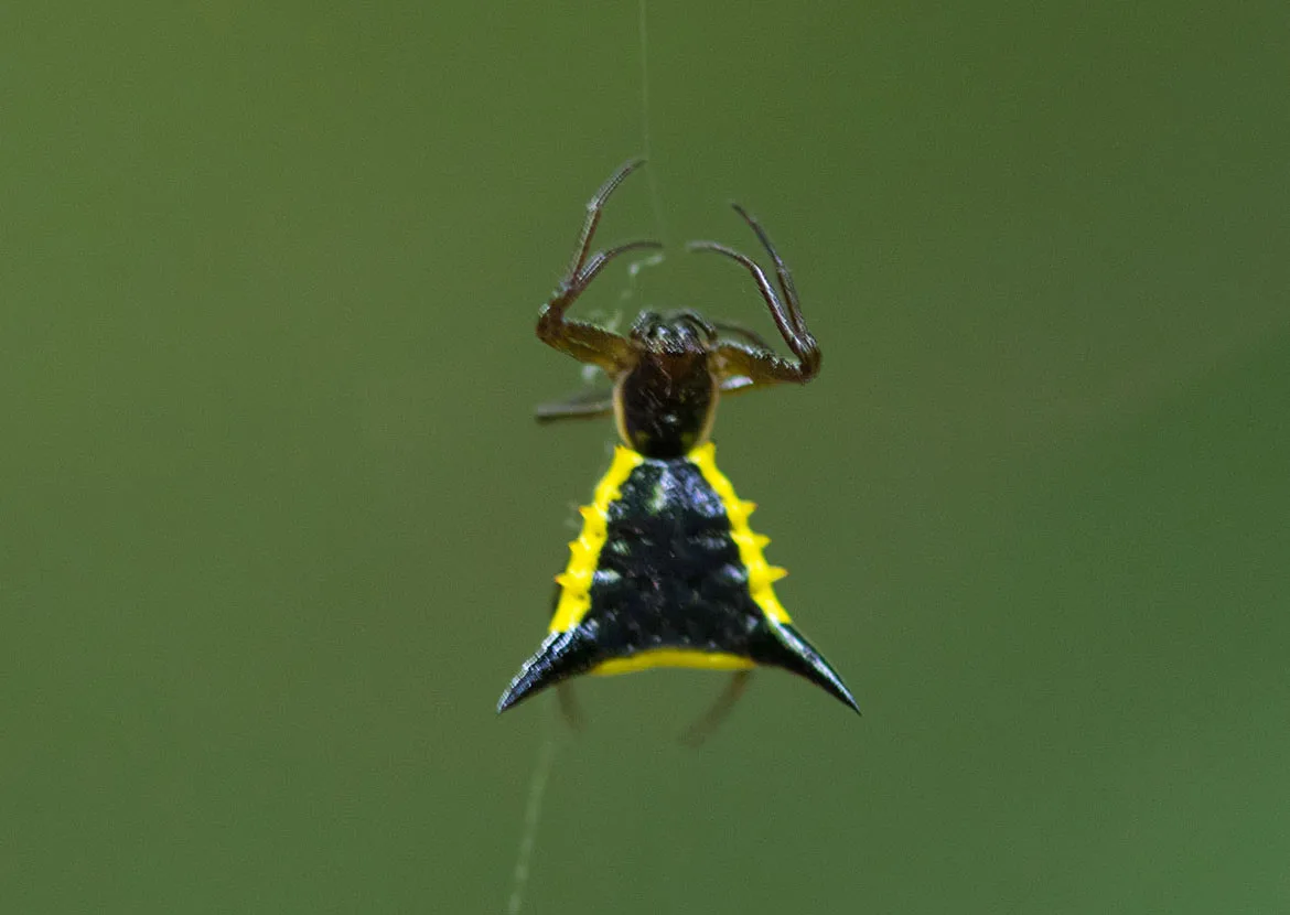 Triangular Spined Orb-weaver (Micrathena pungens) from Tambopata, Peru with black triangular abdomen edged in yellow spines