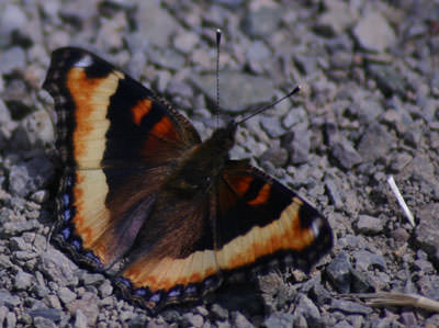 Milbert's Tortoiseshell, (Aglais milberti)