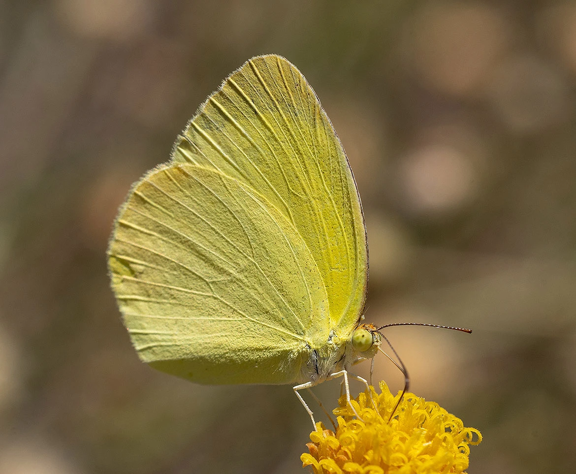 Mimosa Yellow (Eurema nicippe), Loreto, Baja California Sur, Mexico