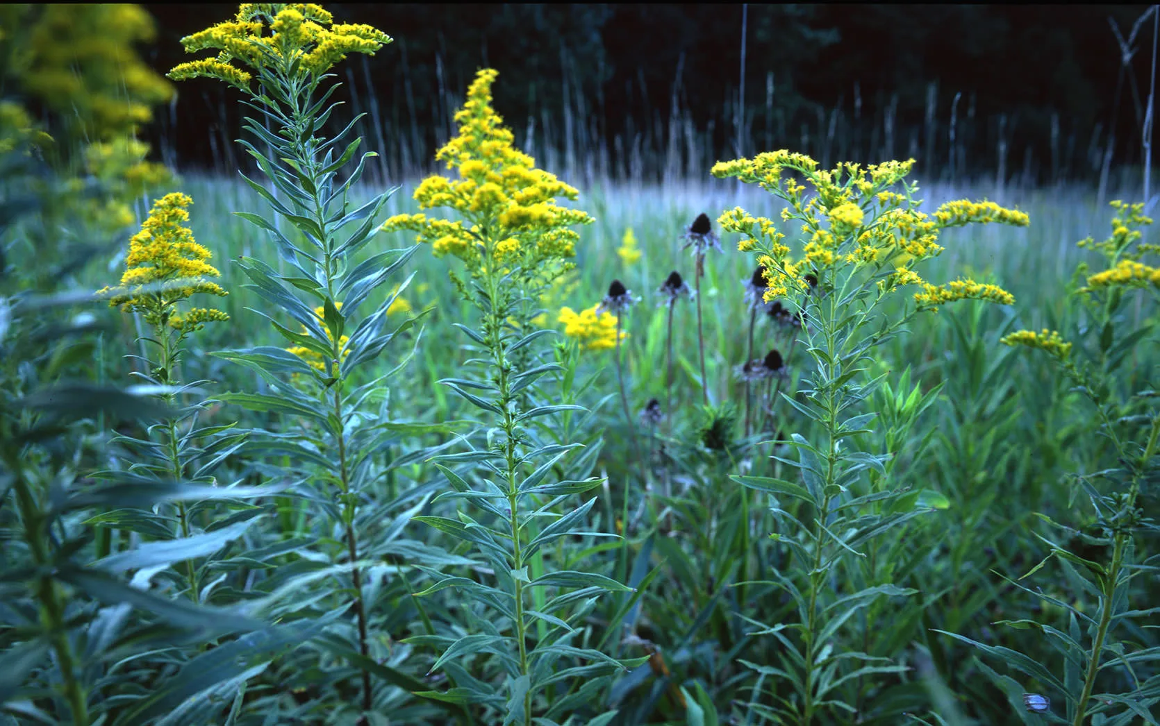Goldenrod and prairie plants in bloom in a Minnesota meadow at dusk