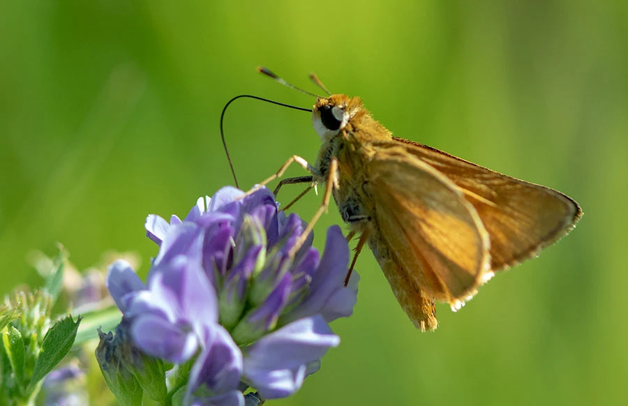 Least Skipper (Ancyloxypha numitor), Rice Lake National Wildlife Refuge, Minnesota