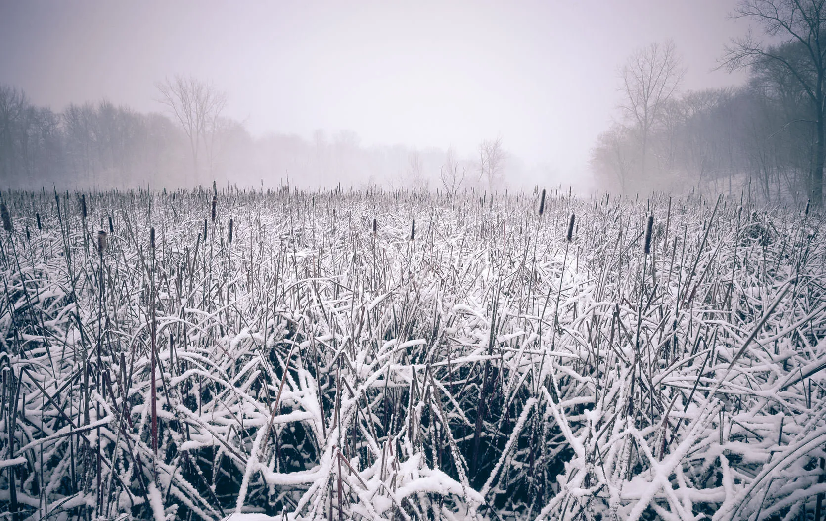 Frost-covered cattails and reeds in a misty marsh in Carver Park, Minnesota, in winter.