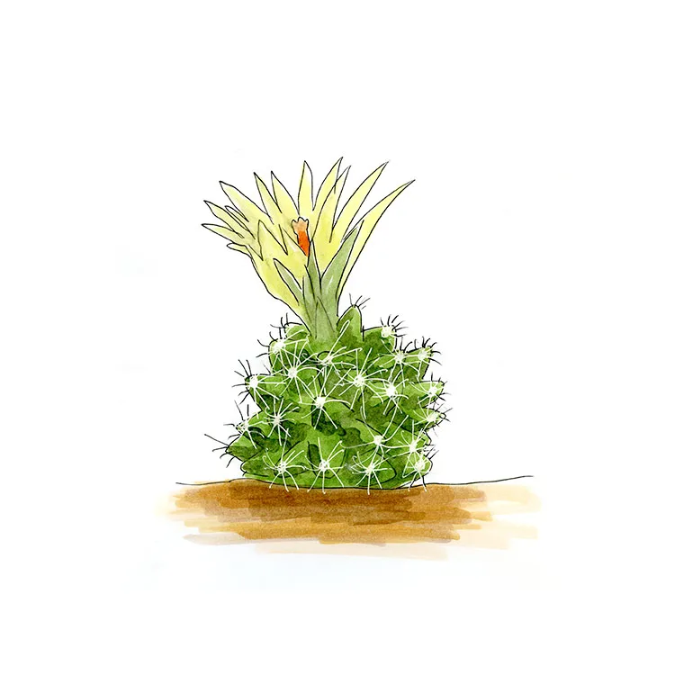 Watercolor illustration of a Missouri foxtail cactus (Escobaria missouriensis), a small spiny cactus with a pale yellow flower.