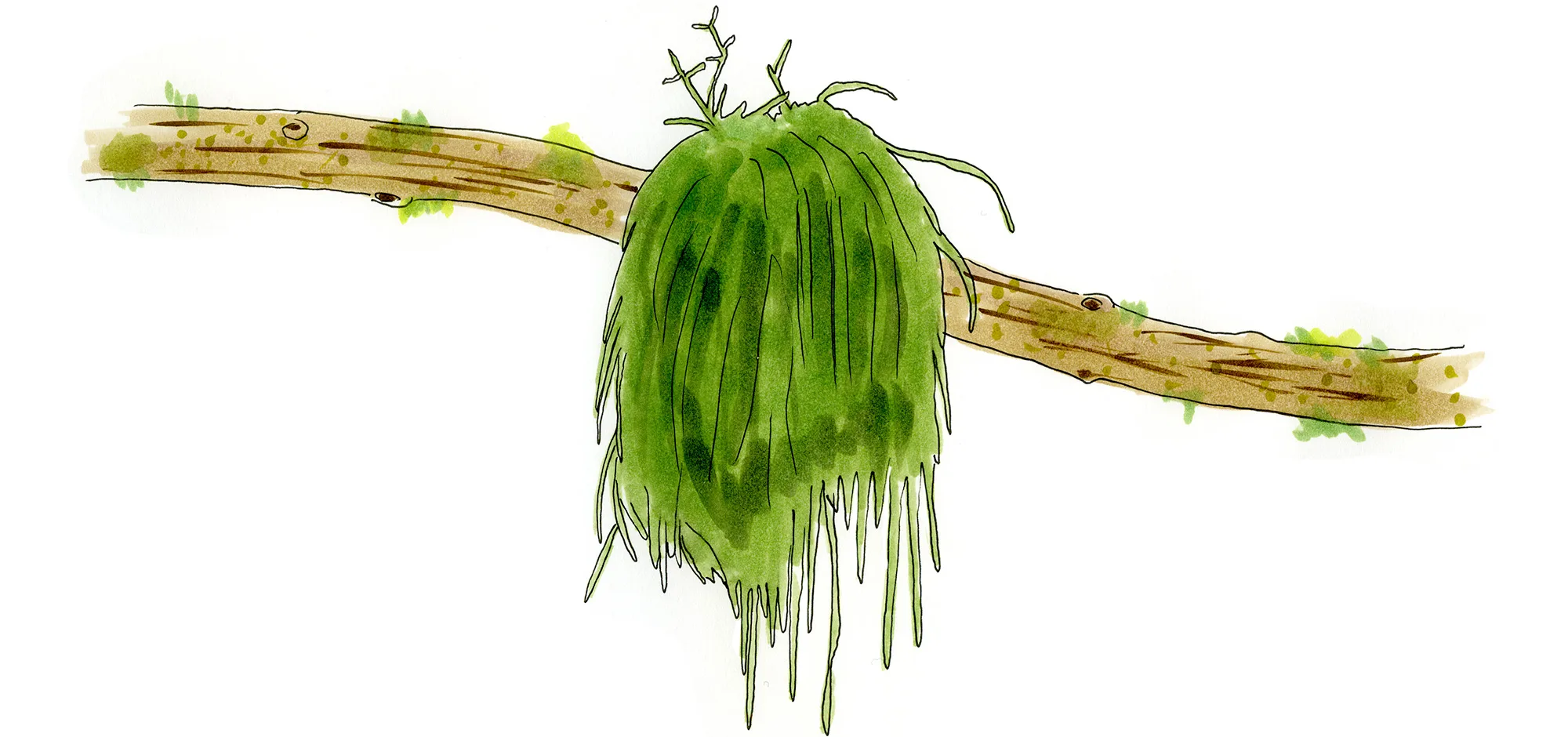 Watercolor illustration of a mistletoe cactus (Rhipsalis baccifera), a tangle of thin green stems hanging from a tree branch.
