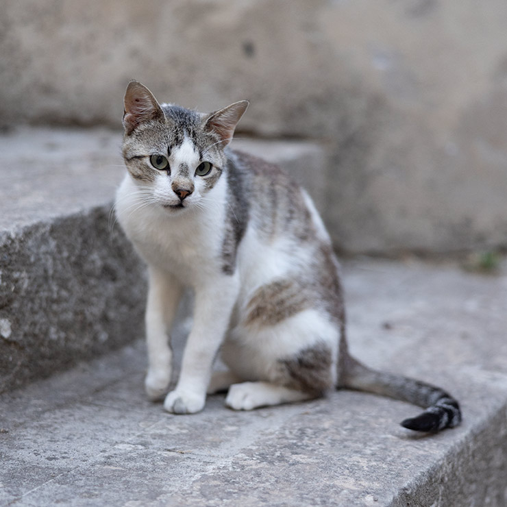 Gray and white juvenile tabby cat in Modica, Sicily.