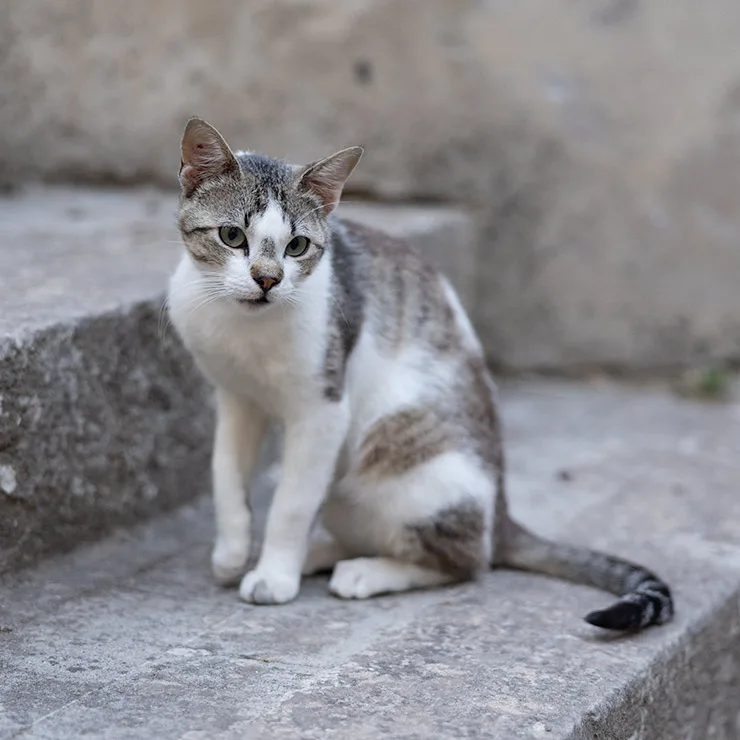 Gray and white juvenile tabby cat in Modica, Sicily.