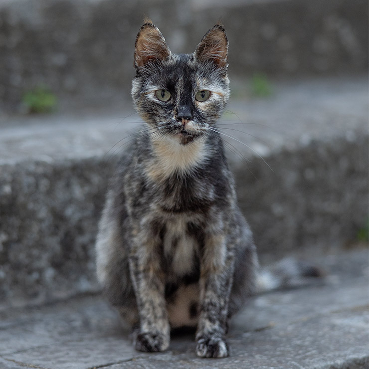 Tortoiseshell cat with a marbled black and orange coat sitting in a lane of Modica, Sicily, looking directly at the camera.