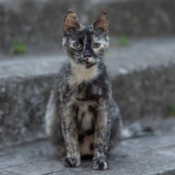 Tortoiseshell cat with a marbled black and orange coat sitting in a lane of Modica, Sicily, looking directly at the camera.