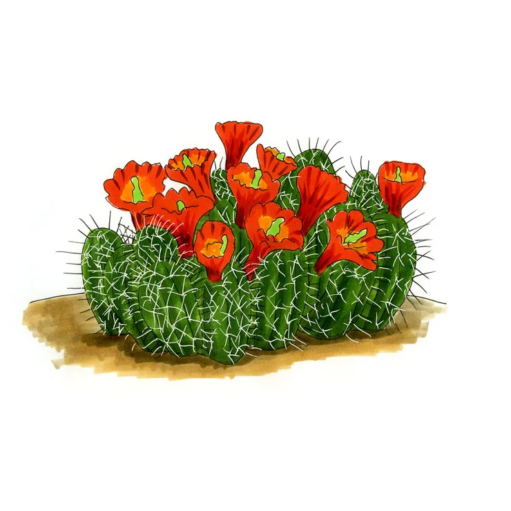 Watercolor illustration of a Mojave mound cactus (Echinocereus triglochidiatus), a dense mound covered in scarlet flowers.
