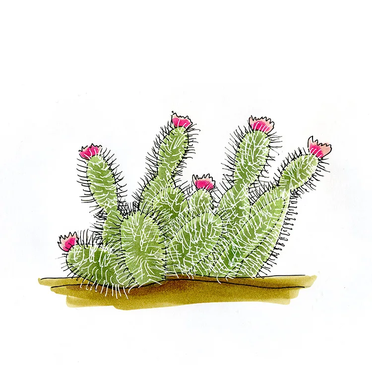 Watercolor illustration of a Mojave pricklypear (Opuntia erinacea), hairy-spined pads with pink-tipped flowers.