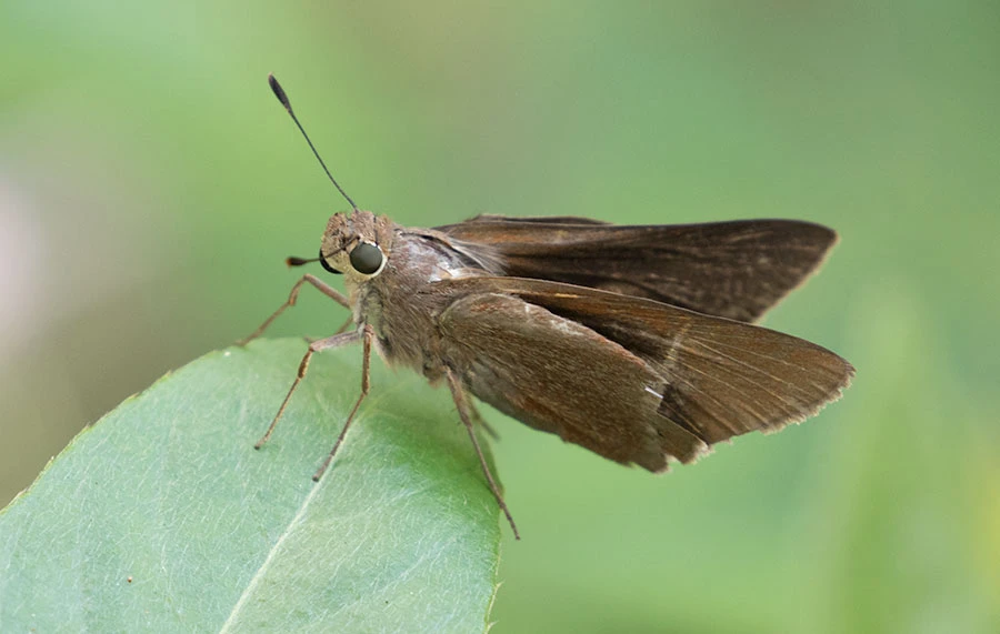 Monk Skipper (Asbolis capucinus), Jardín Botánico Nacional, Cuba
