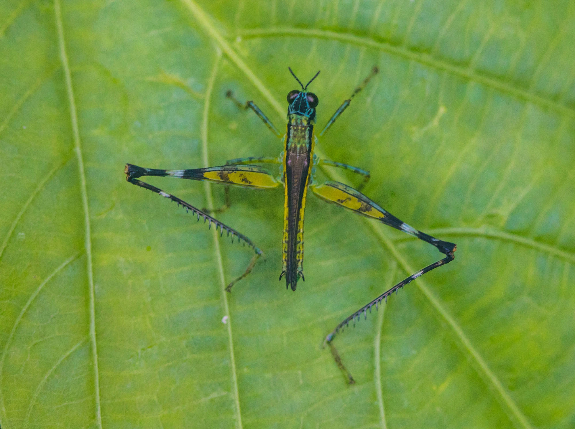 A vividly patterned Amazonian monkey hopper (family Eumastacidae) perched on a broad green leaf, showing its long spined legs, yellow flank patches, and turquoise-green head.