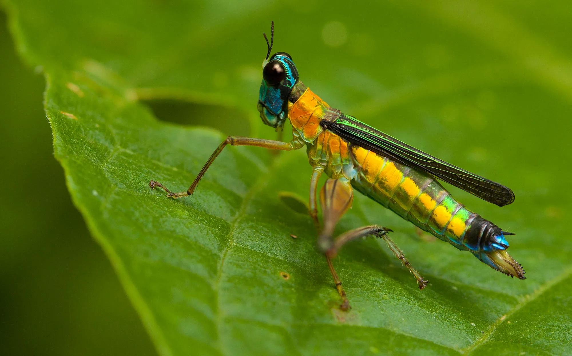 A Eumastax vittata Monkeyhopper in the Ecuadorian Amazon