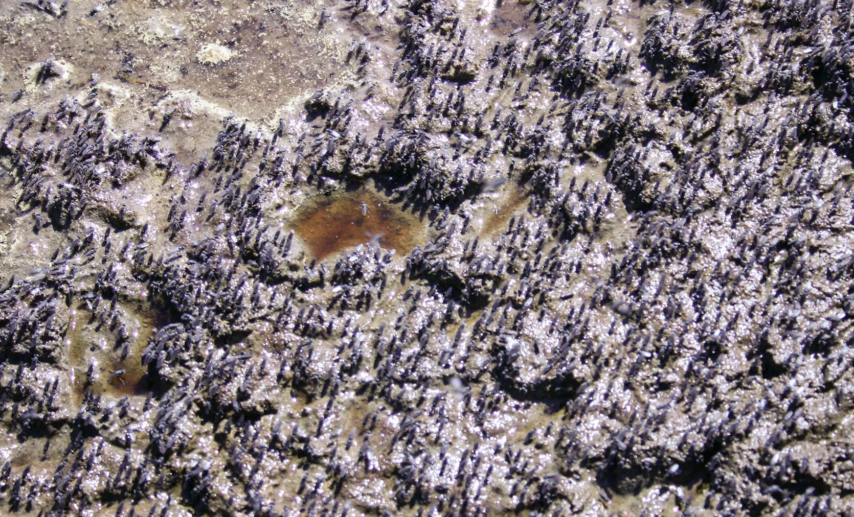 Mono Lake Flies.  The flies are an essential part of the simple ecology of Mono Lake.