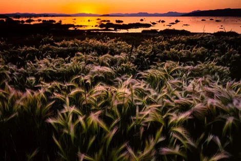 Mono Lake Ecology