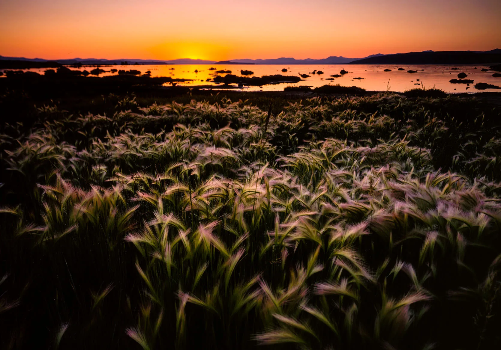 Foxtail barley in the foreground at sunset, with tufa towers and the calm surface of Mono Lake beyond