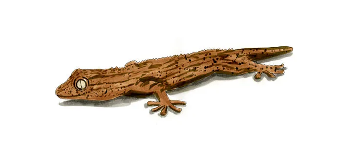Copic and watercolor sketch of Moorish Gecko (Tarentola mauritanica)