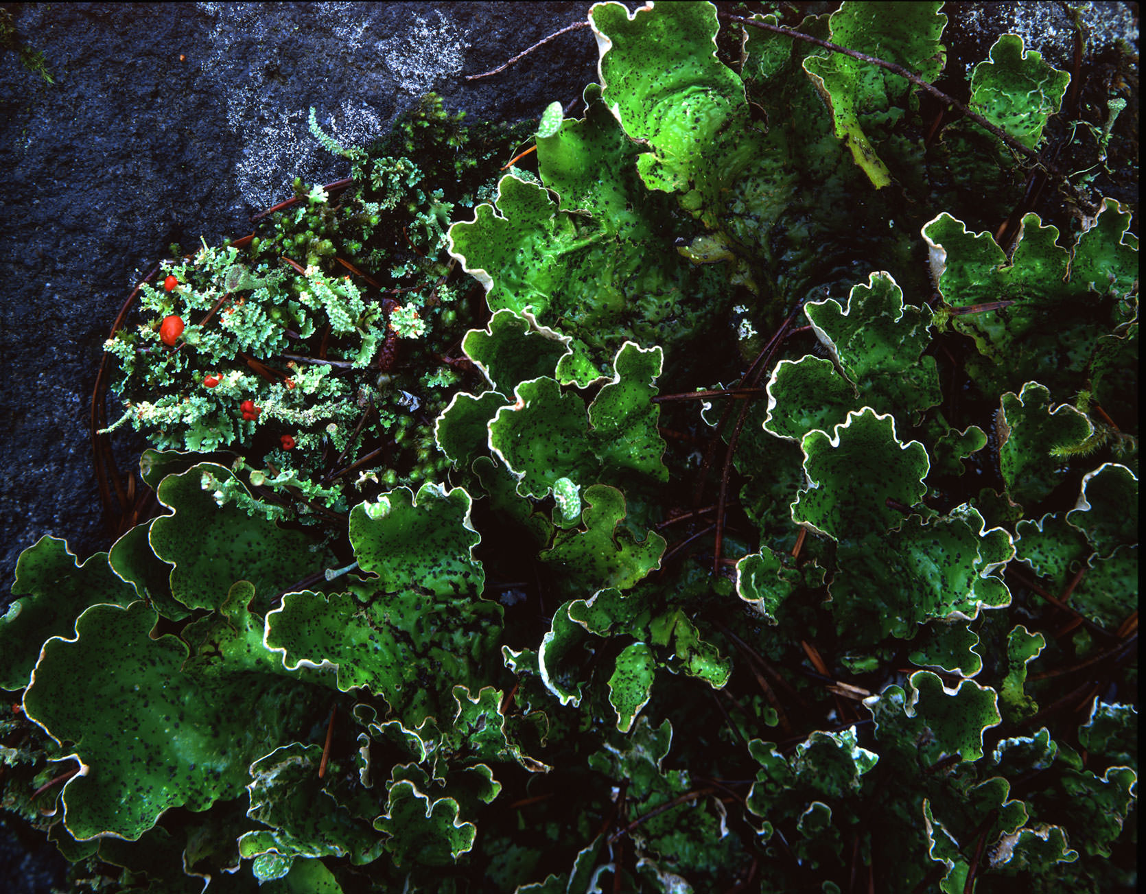 Lichen and Mosses
