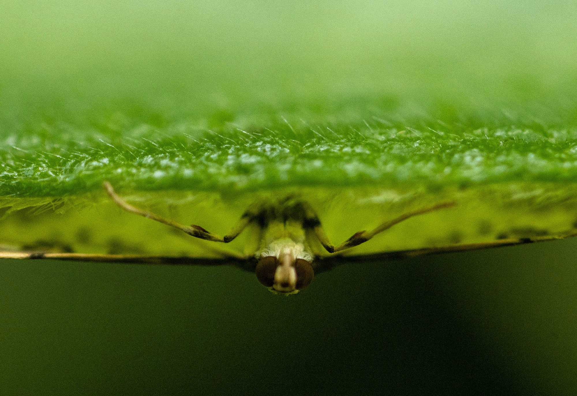 Unidentified moth resting upside down beneath a leaf along the Río Guayabo in Costa Rica, its body and eyes just visible in the shadowed green underside.