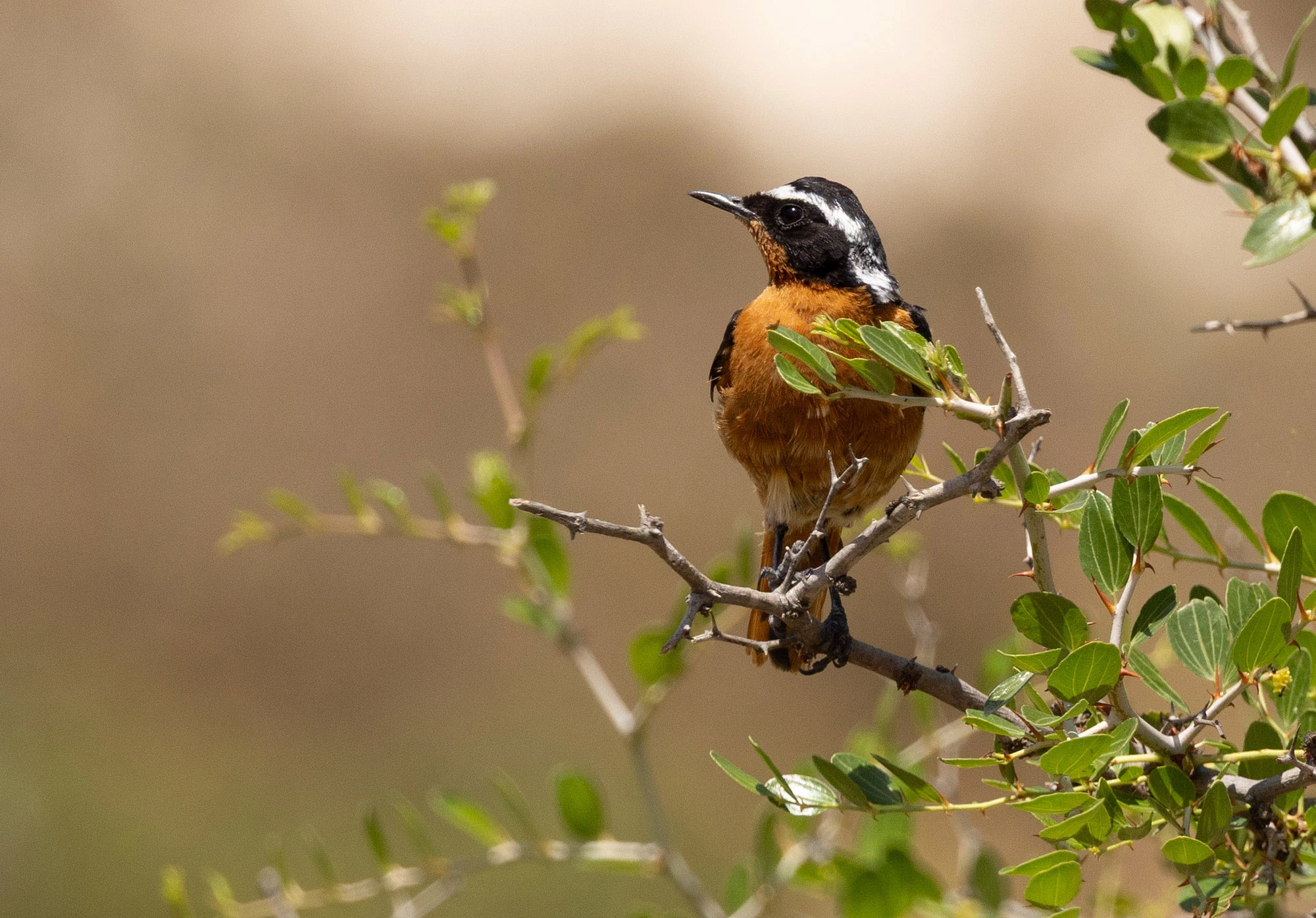 Male Moussier's Redstart, a Maghreb specialty, perched on a leafy thorn bush in the Zaghouan highlands, showing bright orange underparts and bold black-and-white head markings.