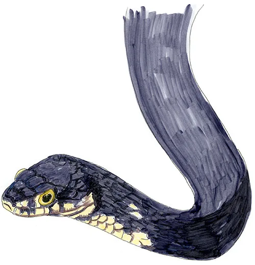 Copic and watercolor sketch of Mud Snake (Farancia abacura)