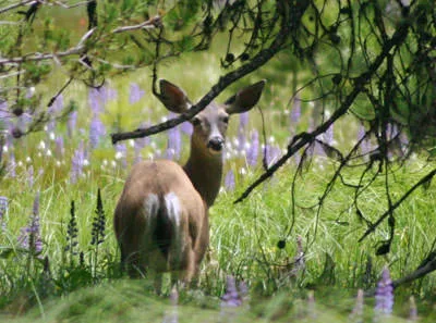A mule deer (Odocoileus hemionus) glancing back over its shoulder in a meadow of purple lupine.