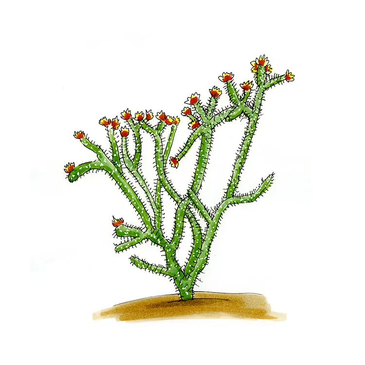 Watercolor illustration of Munz's cholla (Cylindropuntia munzii), a tall, branching cholla with orange-red flowers at the tips.
