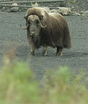 A shaggy muskox (Ovibos moschatus) with curled horns standing on a gravel road.