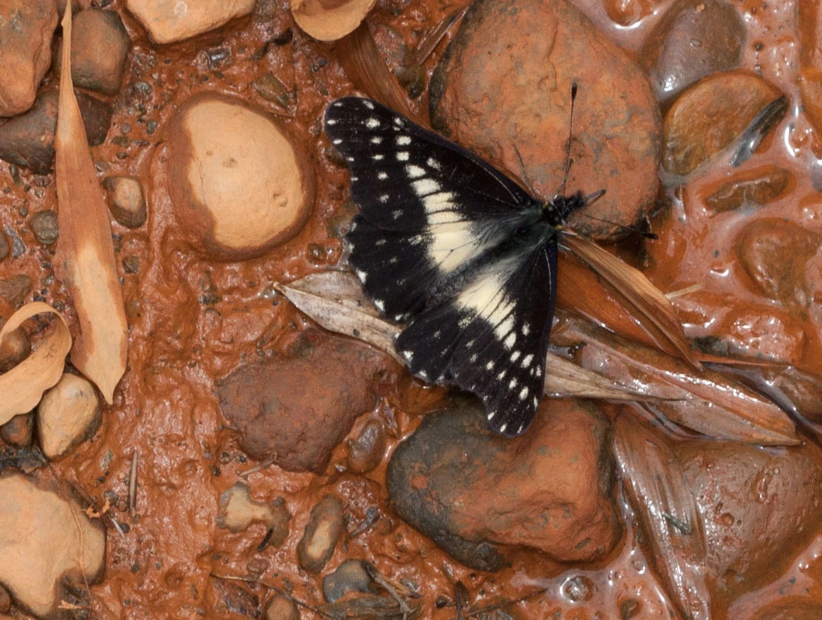 Narrow-banded Dartwhite (Catasticta flisa), Ecuadorian Andes