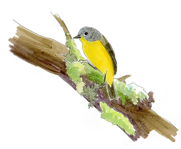 Watercolor and Copic marker sketch of a Nashville Warbler (Leiothlypis ruficapilla), by Erik Gauger.